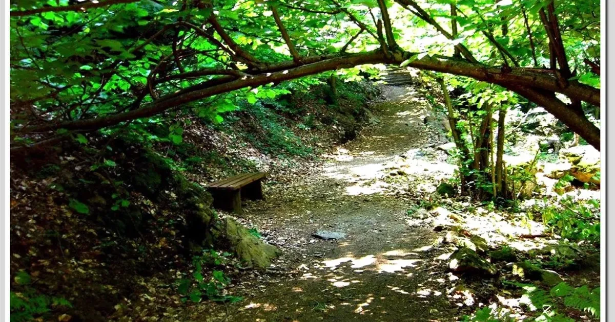 Yalova Kent Ormanı