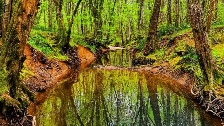 İğneada Longoz Ormanları Milli Parkı